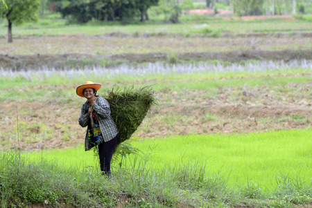 Rice fields and farming in the province Amnat Charoen north-west of Ubon Ratchathani in the northeast of Thailand in South East Asiaのeditorial素材