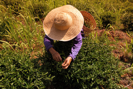 Tea pickers harvest tea leaves in a tea plantation in the mountain village Mae Salong in the hilly landscape north of Chiang Rai in Chiang Rai province in the north of Thailand in South East Asiaのeditorial素材