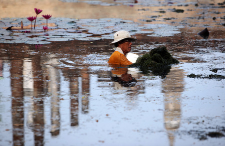 A man removes seaweed in a pool in Old Sukhothai Province Sukhothai in the north of Thailand in South East Asiaのeditorial素材