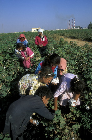 Children in the harvesting of cotton in Aleppo in northern Syria in the Middle East in Arabiaのeditorial素材