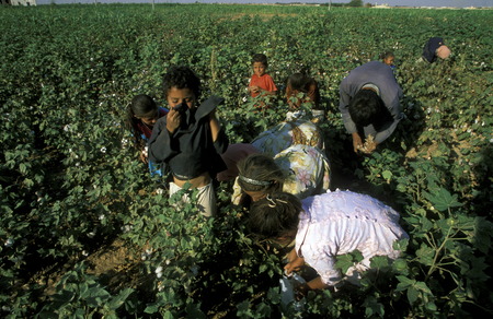 Children in the harvesting of cotton in Aleppo in northern Syria in the Middle East in Arabiaのeditorial素材
