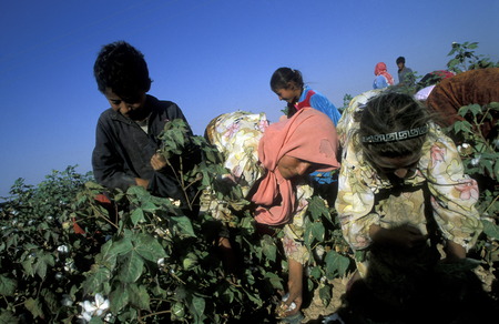 Children in the harvesting of cotton in Aleppo in northern Syria in the Middle Eastのeditorial素材