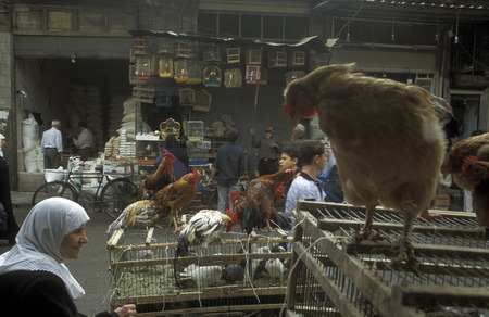 Hens on the Gefluegelmarkt on the Souq or market in the medina of the old city of Aleppo in northern Syria in the Middle Eastのeditorial素材