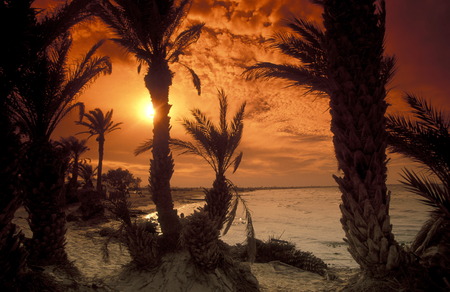 Africa, Tunisia JerbaEin beach on the island の写真素材