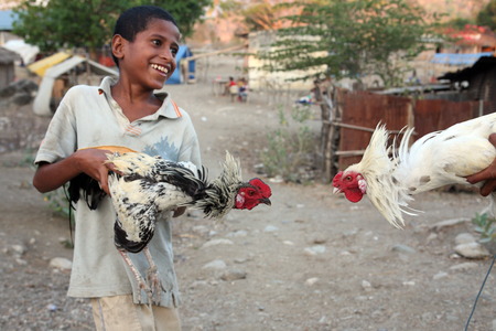 Asia, Southeast Asia, East Timor, Timor-Leste, Timor, seed, life, mountain village, market, weekly market, Huehnerkampf, chicken, Kampfhuehner on the Wochenbarkt at Same south of the capital Dili in East Timor in Southeast Asia Urs FlÃ¼elerのeditorial素材