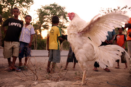 The weekly market in the mountain village seed south of Dili in East Timor on the island of Timor separated into two in Asiaのeditorial素材