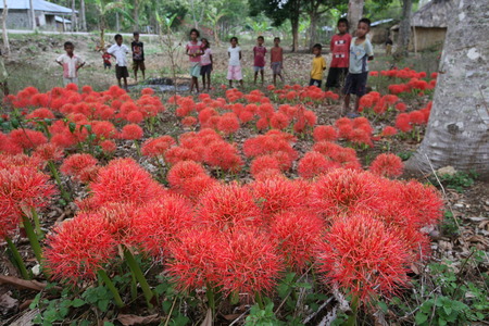 Fascinating red flowers in Venilale in East Timor on the Zental in two separate island of Timor in Asiaのeditorial素材