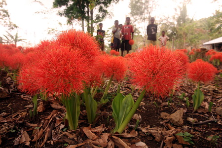 Fascinating red flowers in Venilale in East Timor on the Zental in two separate island of Timor in Asiaのeditorial素材
