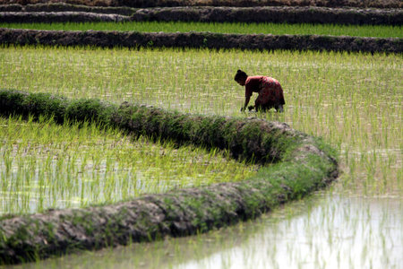 A rice field in Lantem on the north coast of East Timor on the island of Timor separated into two in Asiaのeditorial素材