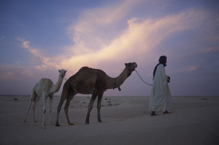 A Bedouin with his camels in the Sahara desert at Douz in central sueden in Tunisia in North Africaのeditorial素材