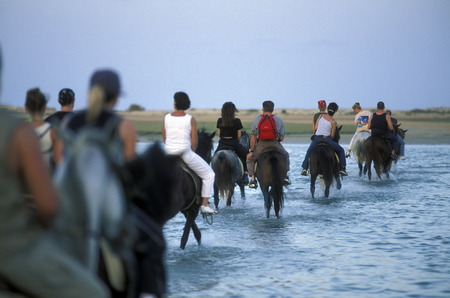 Der Kamel Markt auf dem Dorfplatz in der Altstadt von Douz im Sueden von Tunesien in Nordafrika.のeditorial素材