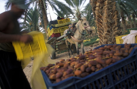 A date plantation in the oasis of Douz in the south of Tunisia in North Africaのeditorial素材