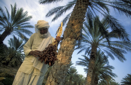 A plantation dates in the oasis of Douz in the Sahara Desert in the central sueden in Tunisia in North Africaのeditorial素材