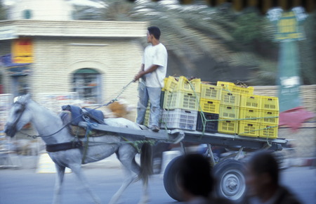 Africa, Tunisia DouzEin Bedouin with his horse and cart at the date harvest in the date plantation in the oasis of Douz in Tunisia sueden of URS FlÃ¼elerのeditorial素材