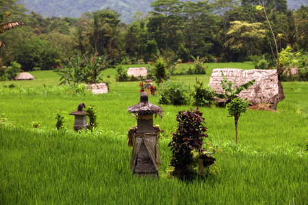 Asia, Southeast, Indonesia, Bali Island, Central Bali, Tegalalang, rice terraces, economy, agriculture, landscape, Urs FlÃ¼elerの写真素材