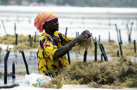 A woman working on her seaweed plantation on the island of Zanzibar Ostkuester the east of Tanzania in the Indian Oceanのeditorial素材