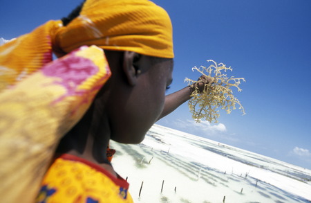 A woman working on her seaweed plantation on the island of Zanzibar Ostkuester the east of Tanzania in the Indian Oceanのeditorial素材