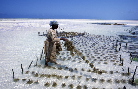 A woman reaps in the seaweed plantations in Bwejuu the east of the island Zanzibar in the Indian Ocean in Tanzania in Africaのeditorial素材