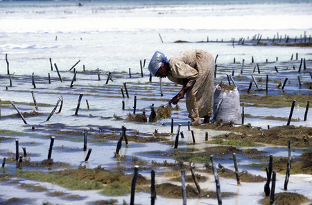A woman in the harvesting of seaweed in a seaweed plantation in Bwejuu on the east coast of Zanzibar Island in the Indian Ocean in Tanzania in East Africaのeditorial素材