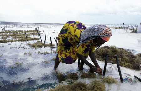 A woman in the harvesting of seaweed in a seaweed plantation in Bwejuu on the east coast of Zanzibar Island in the Indian Ocean in Tanzania in East Africaのeditorial素材