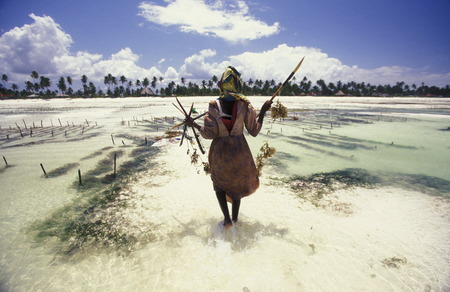 A woman working on her seaweed plantation on the island of Zanzibar Ostkuester the east of Tanzania in the Indian Oceanのeditorial素材
