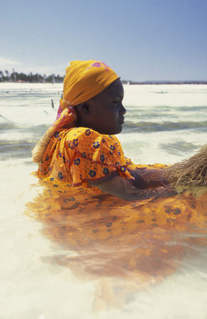 A woman working on her seaweed plantation on the island of Zanzibar Ostkuester the east of Tanzania in the Indian Oceanのeditorial素材