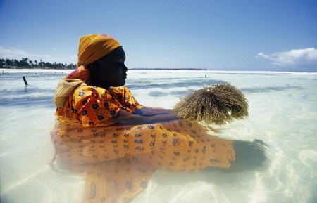 A woman working on her seaweed plantation on the island of Zanzibar Ostkuester the east of Tanzania in the Indian Oceanのeditorial素材