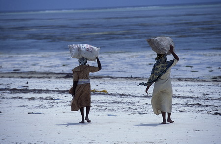 A woman working on her seaweed plantation on the island of Zanzibar Ostkuester the east of Tanzania in the Indian Oceanのeditorial素材