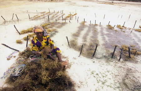 A woman working on her seaweed plantation on the island of Zanzibar Ostkuester the east of Tanzania in the Indian Oceanのeditorial素材