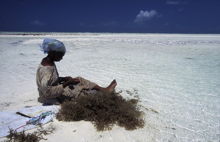 A woman working on her seaweed plantation on the island of Zanzibar Ostkuester the east of Tanzania in the Indian Oceanのeditorial素材