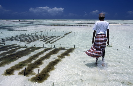 A woman who belongs in their work on the beach of Bwejuu on the east coast on the island of Zanzibar to Tanzaniaのeditorial素材