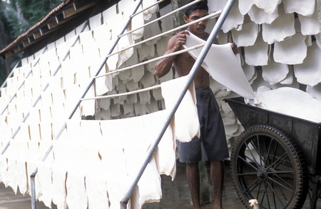Asien, Indischer Ozean, Sri Lanka,
Ein Mann laesst den frischen Gummi an der Luft trocknen, dies in einer Kautschuk Plantage fuer die Porduktion von Gummi beim Kuestendorf Hikkaduwa an der Suedwestkueste von Sri Lanka. (URS FLUEELER)






のeditorial素材