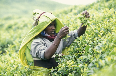 Asien, Indischer Ozean, Sri Lanka,
Eine Tamilische Frau beim pfluecken von Teeblaettern im Tee Anbaugebiet von Nuwara Eliya in Zentralen Gebierge von Sri Lanka. (URS FLUEELER)






のeditorial素材
