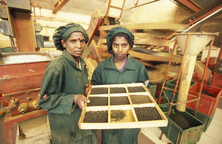 Asien, Indischer Ozean, Sri Lanka,Eine Tamilische Frau beim pfluecken von Teeblaettern im Tee Anbaugebiet von Nuwara Eliya in Zentralen Gebierge von Sri Lanka. (URS FLUEELER)のeditorial素材