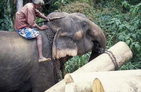 Asien, Indischer Ozean, Sri Lanka,
Ein Elefant hilft beim beladen einse Holz Transportes in der naehe von Nuwara Eliya in Zentralen Gebierge von Sri Lanka. (URS FLUEELER)






のeditorial素材