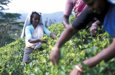 Asien, Indischer Ozean, Sri Lanka,Eine Tamilische Frau beim pfluecken von Teeblaettern im Tee Anbaugebiet von Nuwara Eliya in Zentralen Gebierge von Sri Lanka. (URS FLUEELER)のeditorial素材