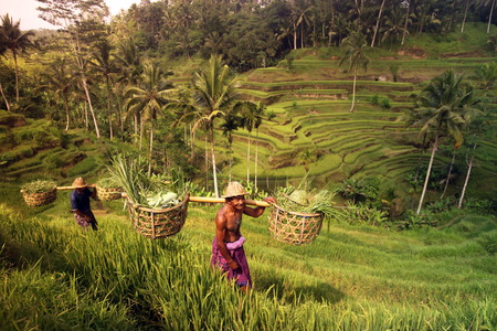 Asia, Southeast, Indonesia, Bali Island, Central Bali, Tegalalang, rice terraces, work, work, economy, agriculture, daily life, Urs Flüelerのeditorial素材