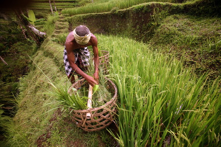 A rice farmer in tagalalang of Bali, Indonesiaのeditorial素材