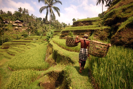A rice farmer in tagalalang of Bali, Indonesiaのeditorial素材