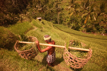 A rice farmer in tagalalang of Bali, Indonesiaのeditorial素材
