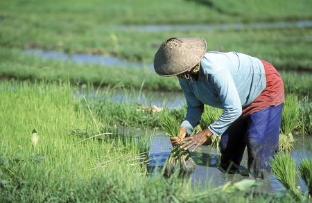 The rice fields and rice terraces at Tegalalang north of Ubud in central Bali on the island of Bali in Indonesiaのeditorial素材