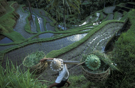 The rice fields and rice terraces at Tegalalang north of Ubud in central Bali on the island of Bali in Indonesiaのeditorial素材