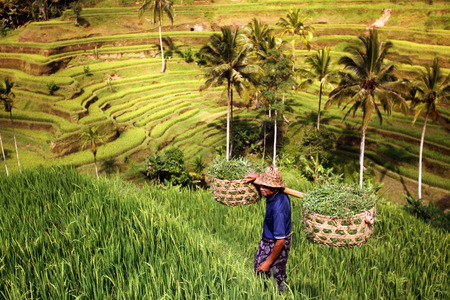 the Tegalalang rice terraces on Bali Island in indonesiaのeditorial素材