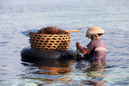 The harvest in the sea grass plantation on the island of Nusa Lembongan of the neighboring island of Bali, Indonesiaのeditorial素材