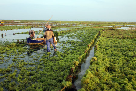 The harvest in the sea grass plantation on the island of Nusa Lembongan of the neighboring island of Bali, Indonesiaのeditorial素材