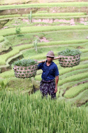 the Tegalalang rice terraces in Bali in Indonesiaのeditorial素材