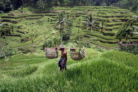 The rice fields of Tegalalang north of Ubud in central Bali on the island of Bali in Indonesia