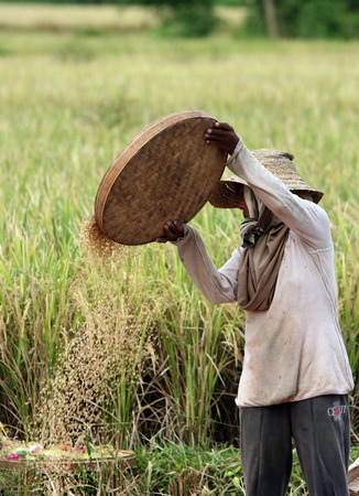The rice fields of Tegalalang north of Ubud in central Bali on the island of Bali in Indonesiaのeditorial素材