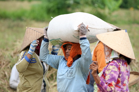 The rice fields of Tegalalang north of Ubud in central Bali on the island of Bali in Indonesiaのeditorial素材