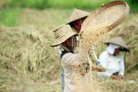 The rice fields of Tegalalang north of Ubud in central Bali on the island of Bali in Indonesiaのeditorial素材